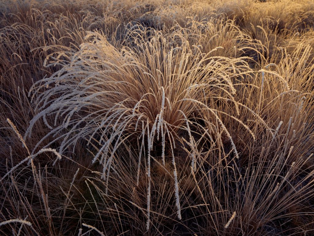 Grasses with hoarfrost