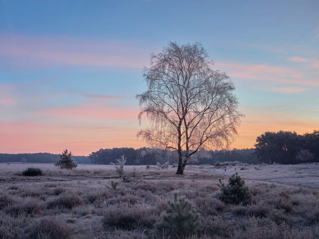 Frozen heather