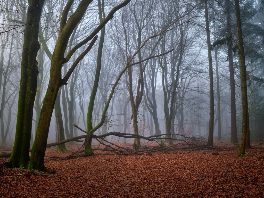 Mysterious misty forest