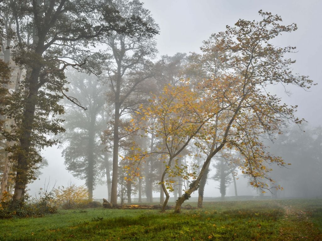 Grass field with trees and fog