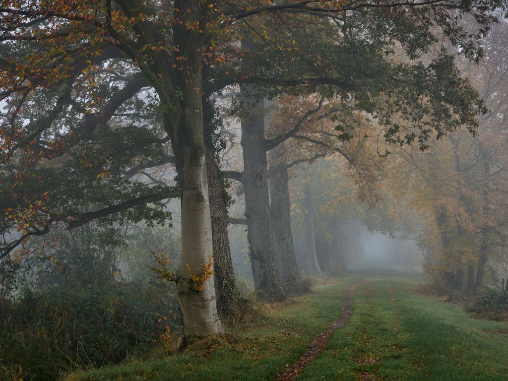 Lane with trees in fog