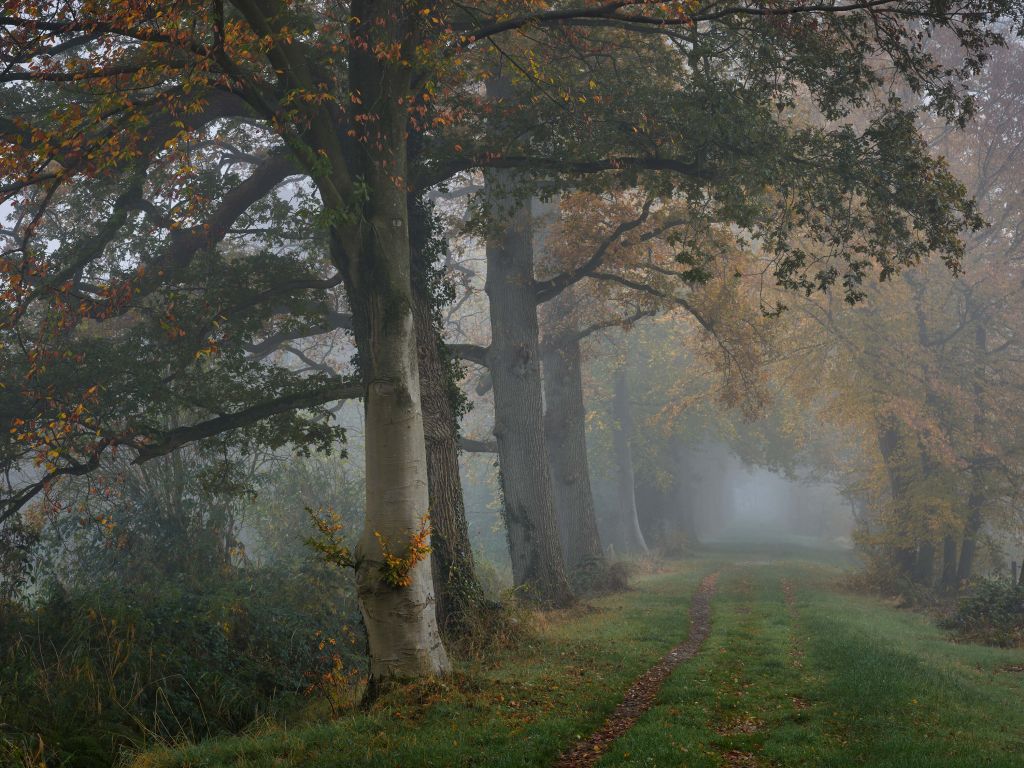 Lane with trees in fog