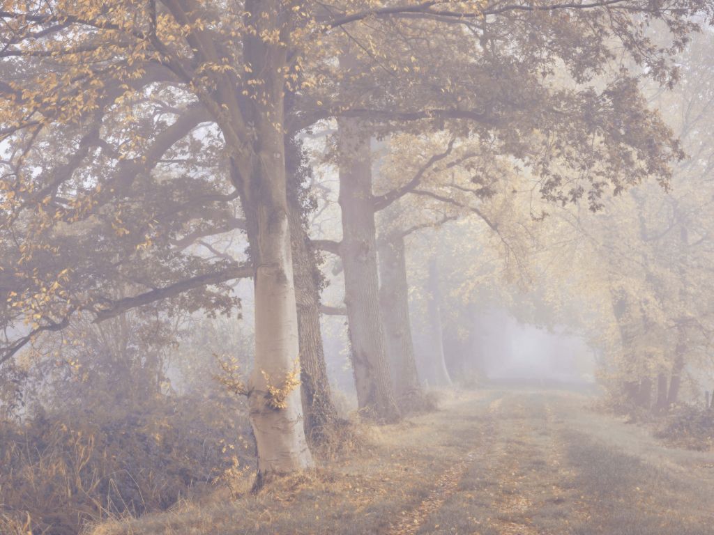 Misty road with trees