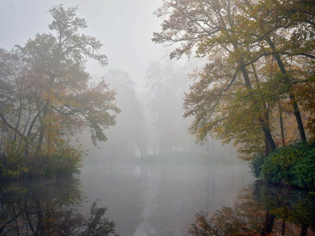 Forest lake in the fog