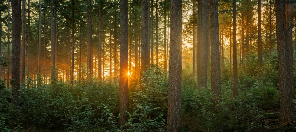 Sunbeams in a coniferous forest