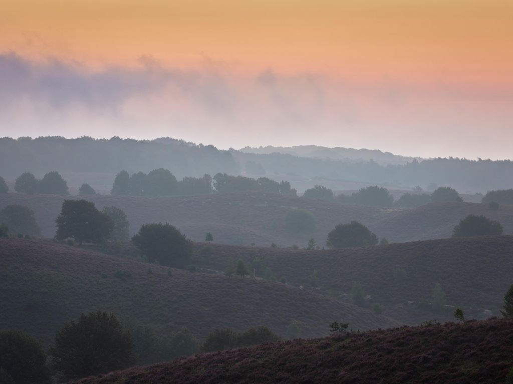 Misty sunrise on the heath