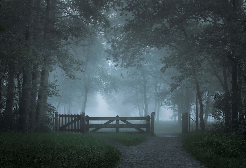 Misty forest path