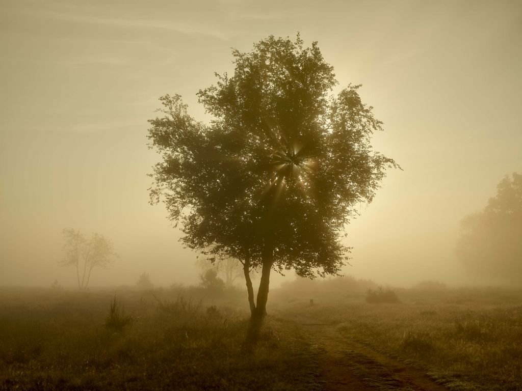 Gold-coloured sunrise