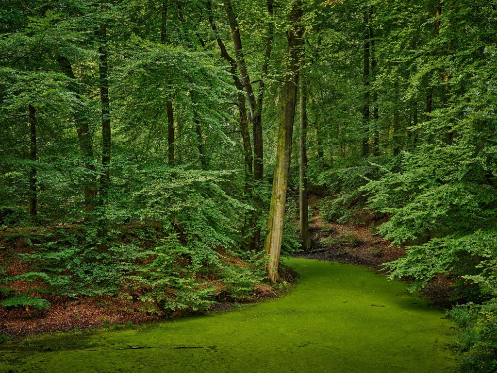 Stream with duckweed in the woods