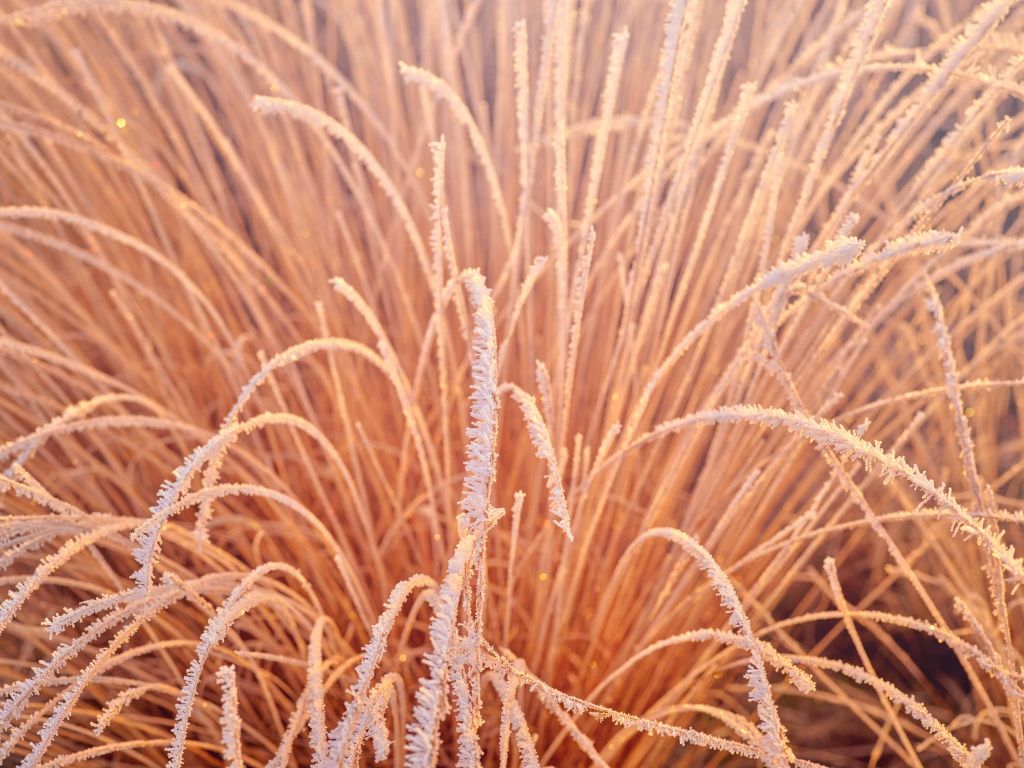 Frozen grasses