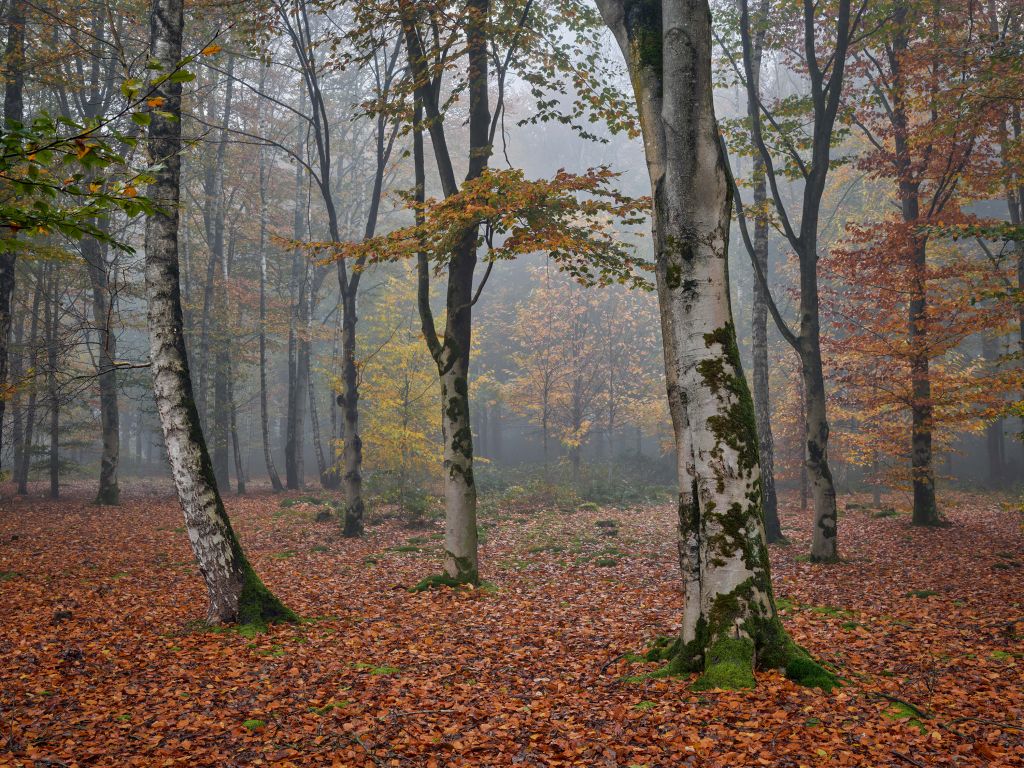 Birch forest in autumn