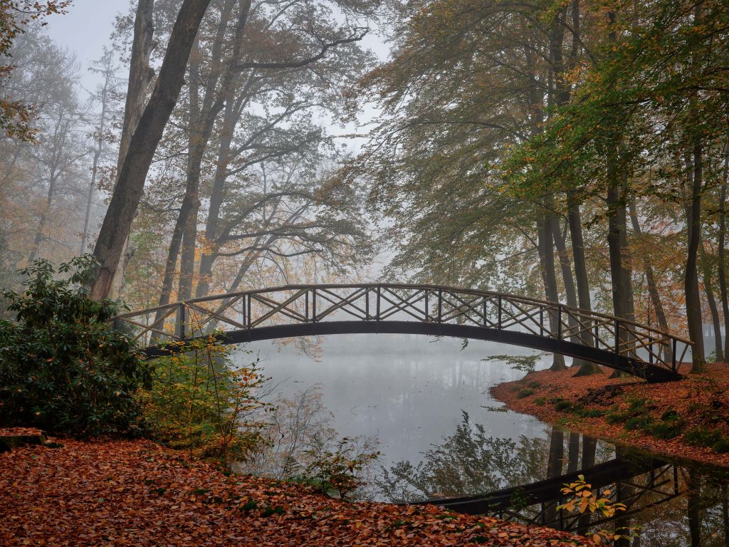 Bridge between the trees