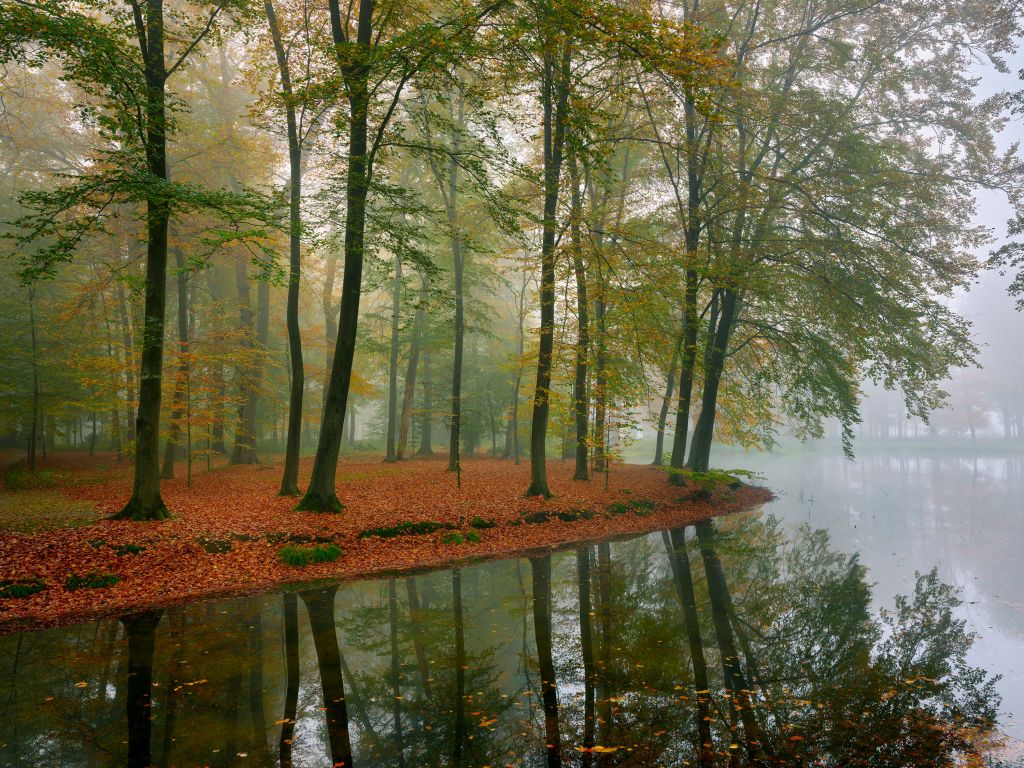 Reflection of trees in pond