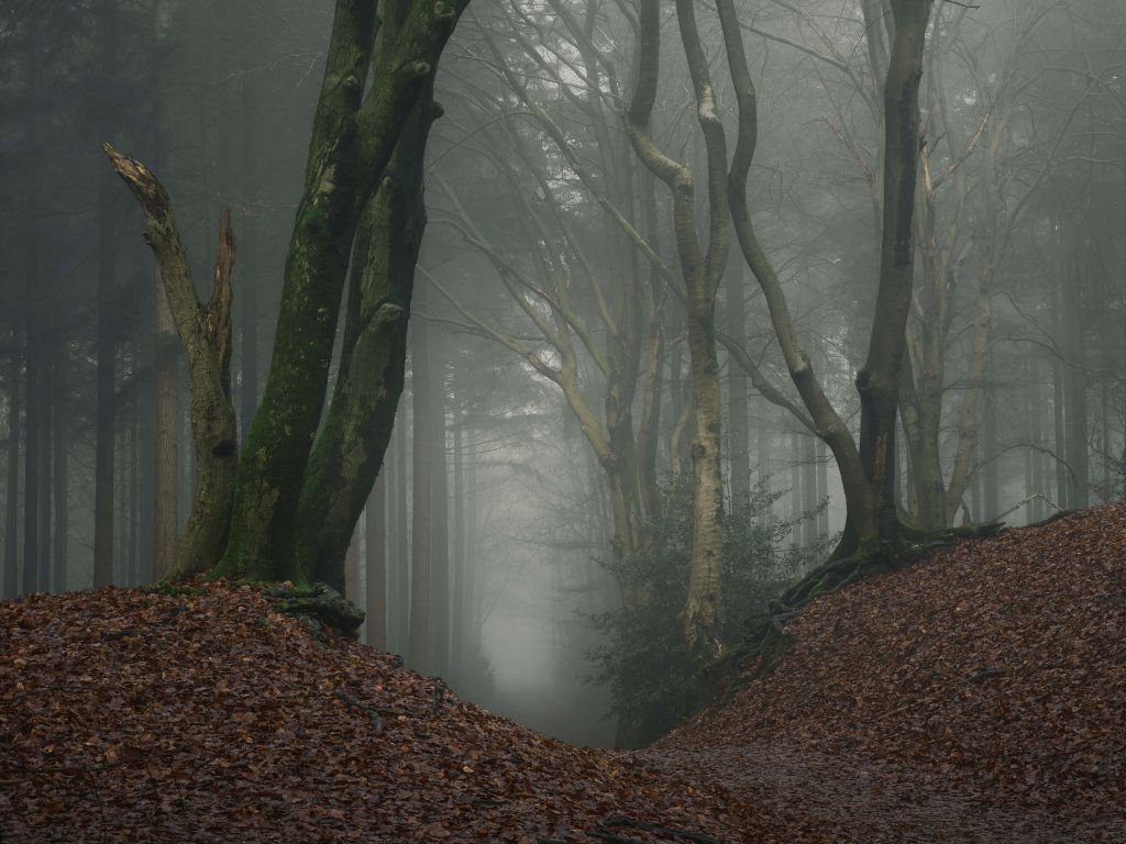 Path through mysterious forest