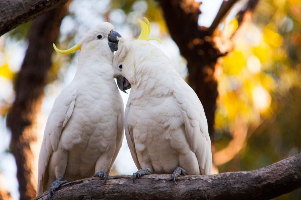 Cockatoo couple
