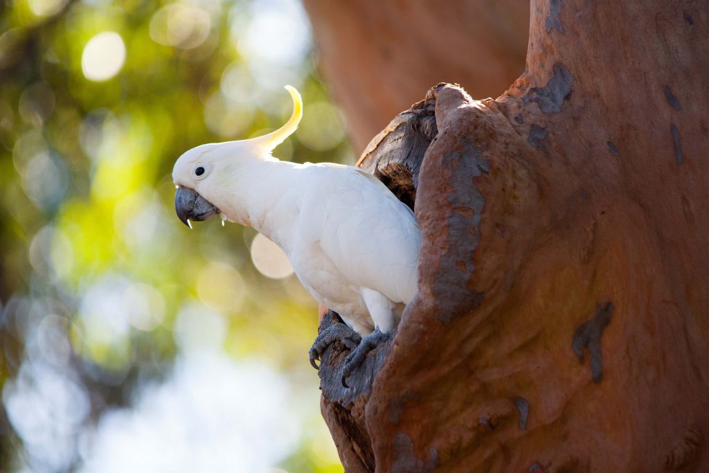 Cockatoo in tree cavity