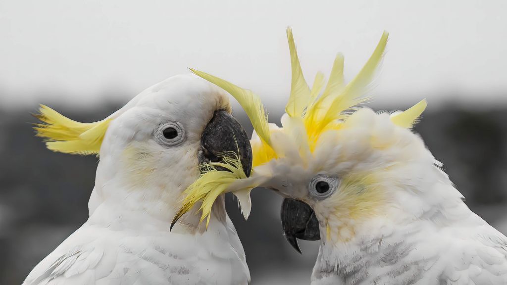 Cuddling cockatoo couple