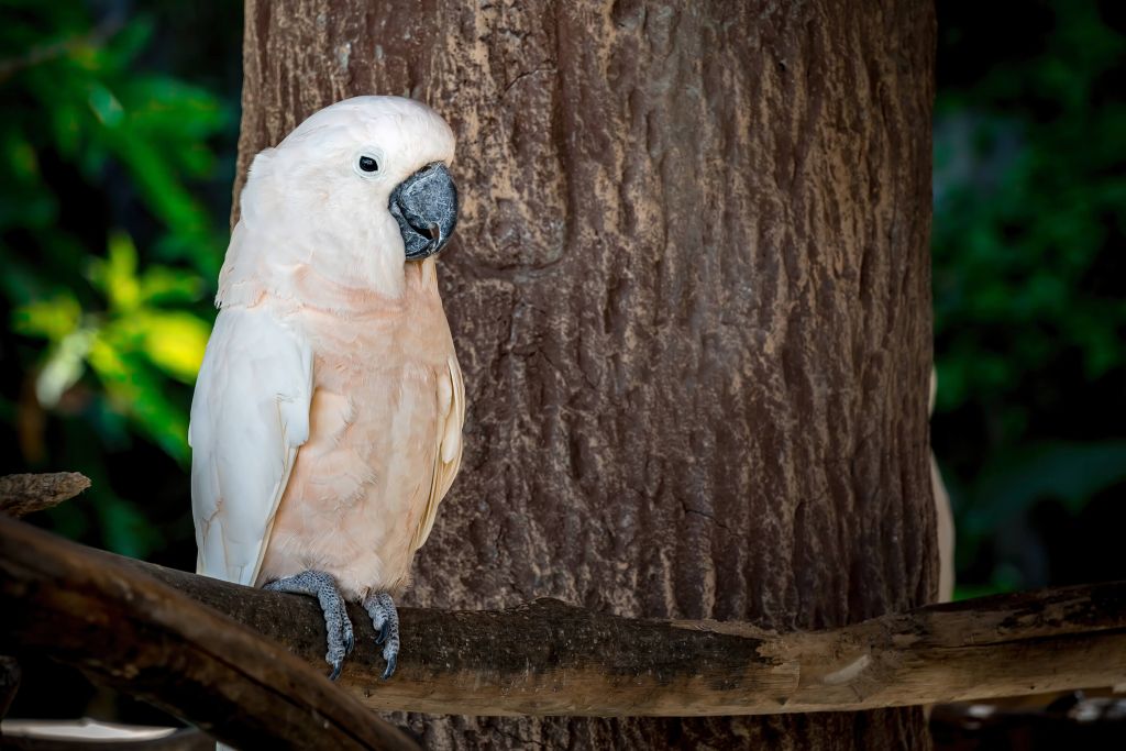 Cockatoo resting on tree