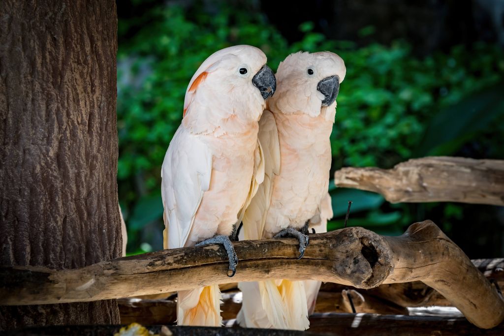 Pale pink cockatoo couple