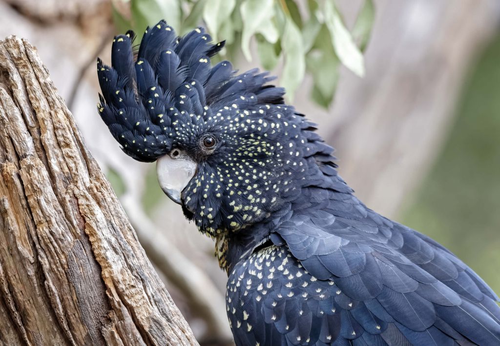 Cockatoo close-up