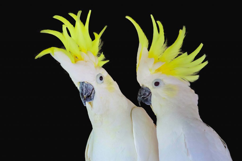 Sulphur crested cockatoo