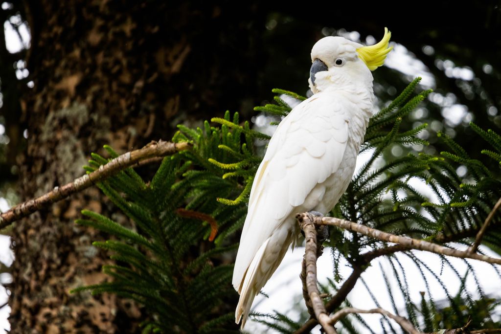Curious cockatoo