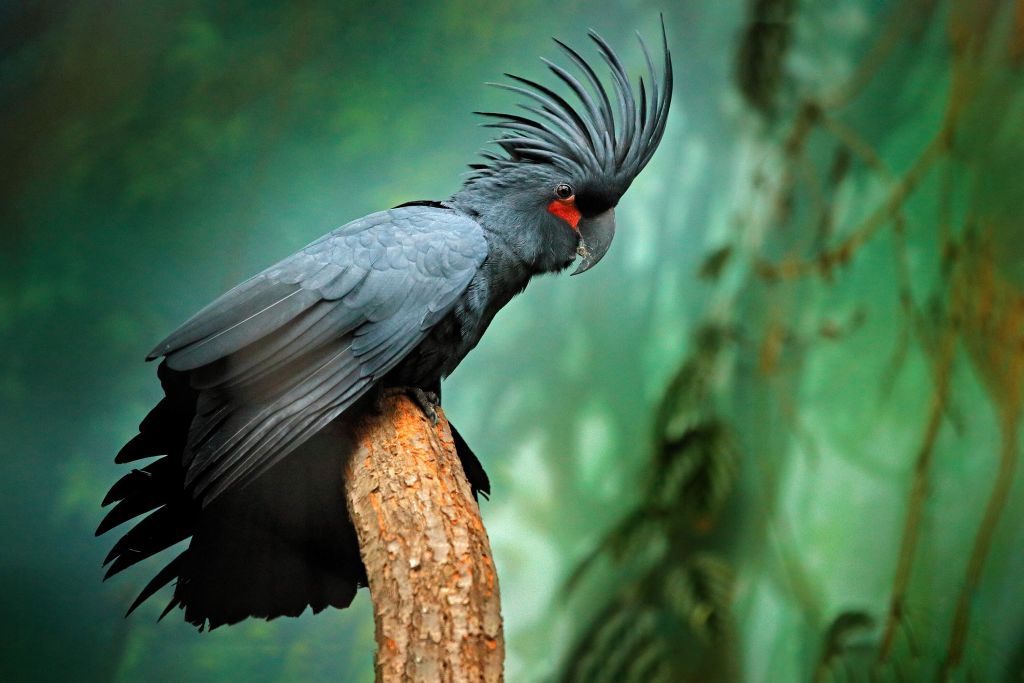 Palm cockatoo