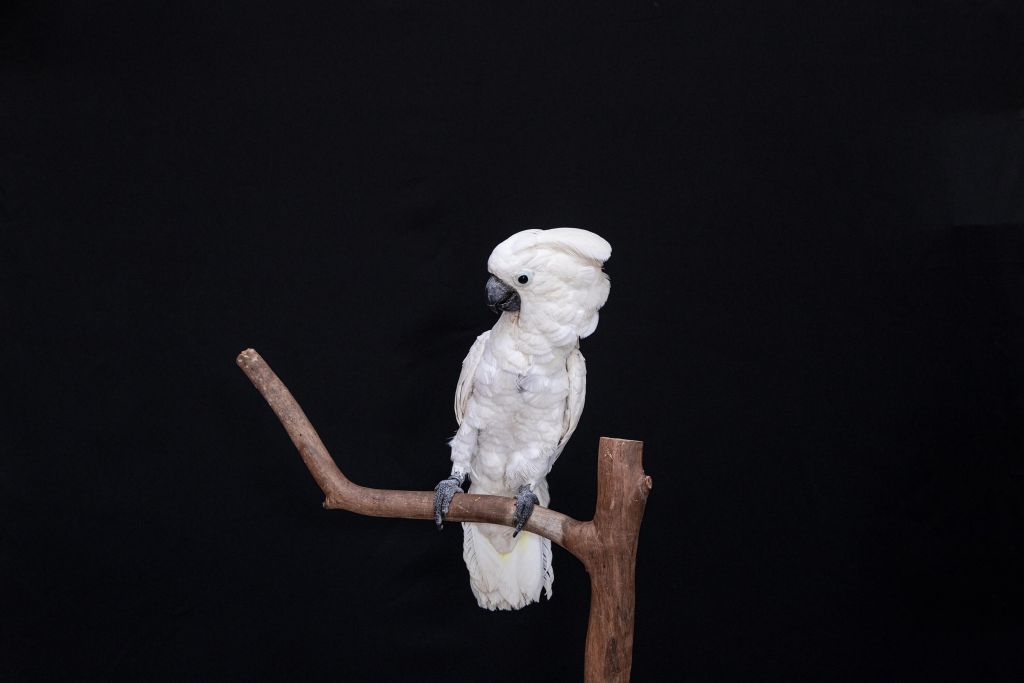 White cockatoo close-up
