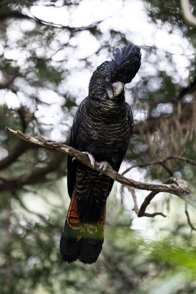 Black cockatoo in tree