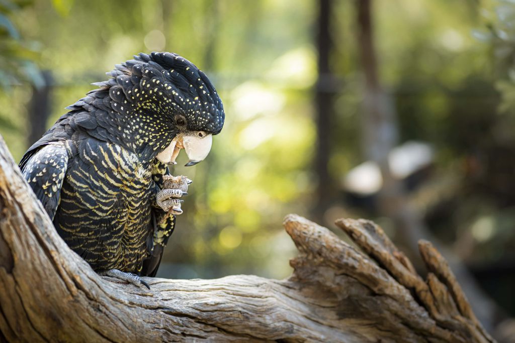 Cockatoo with food