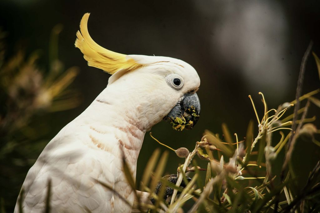Eating cockatoo
