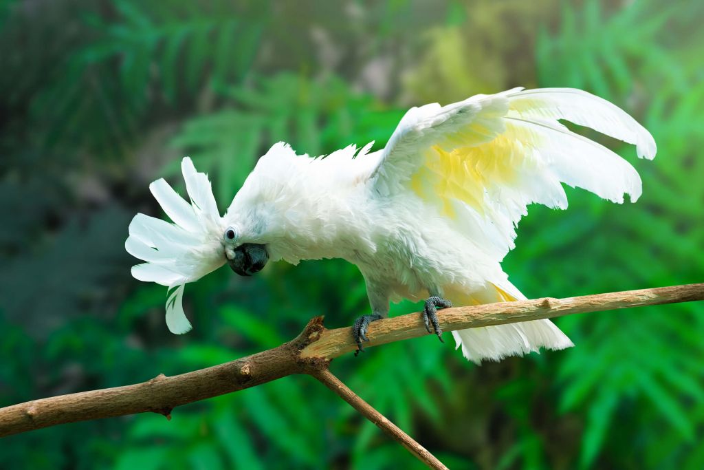 Cockatoo in tropical forest