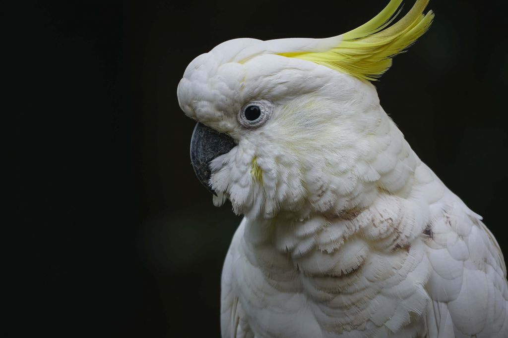 Portrait of cockatoo