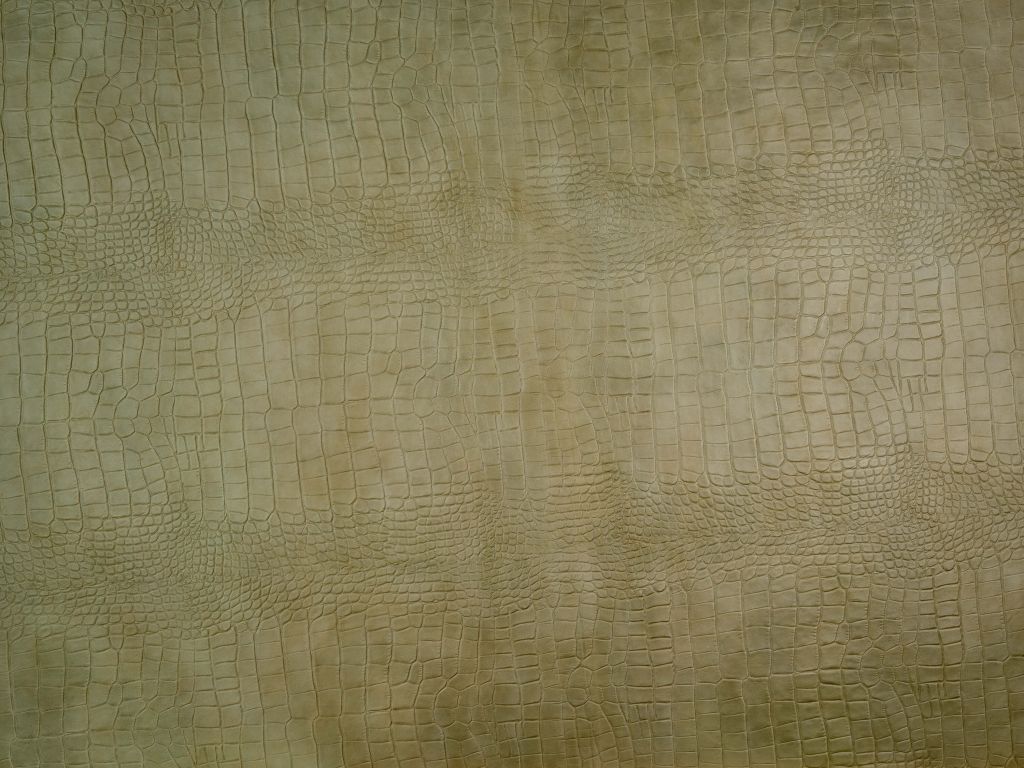 Beautiful Crocodile Skin Texture
