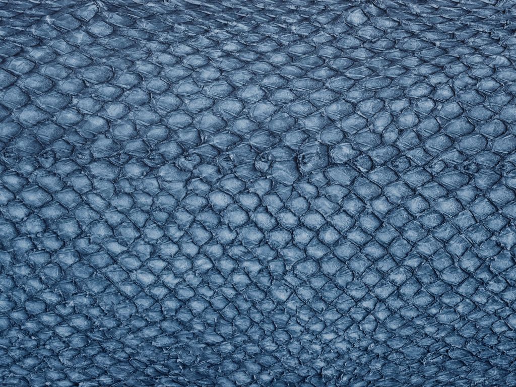 Structure of salmon skin in blue