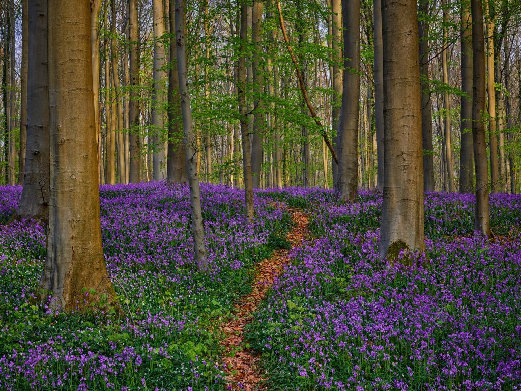 Nice path through the woods