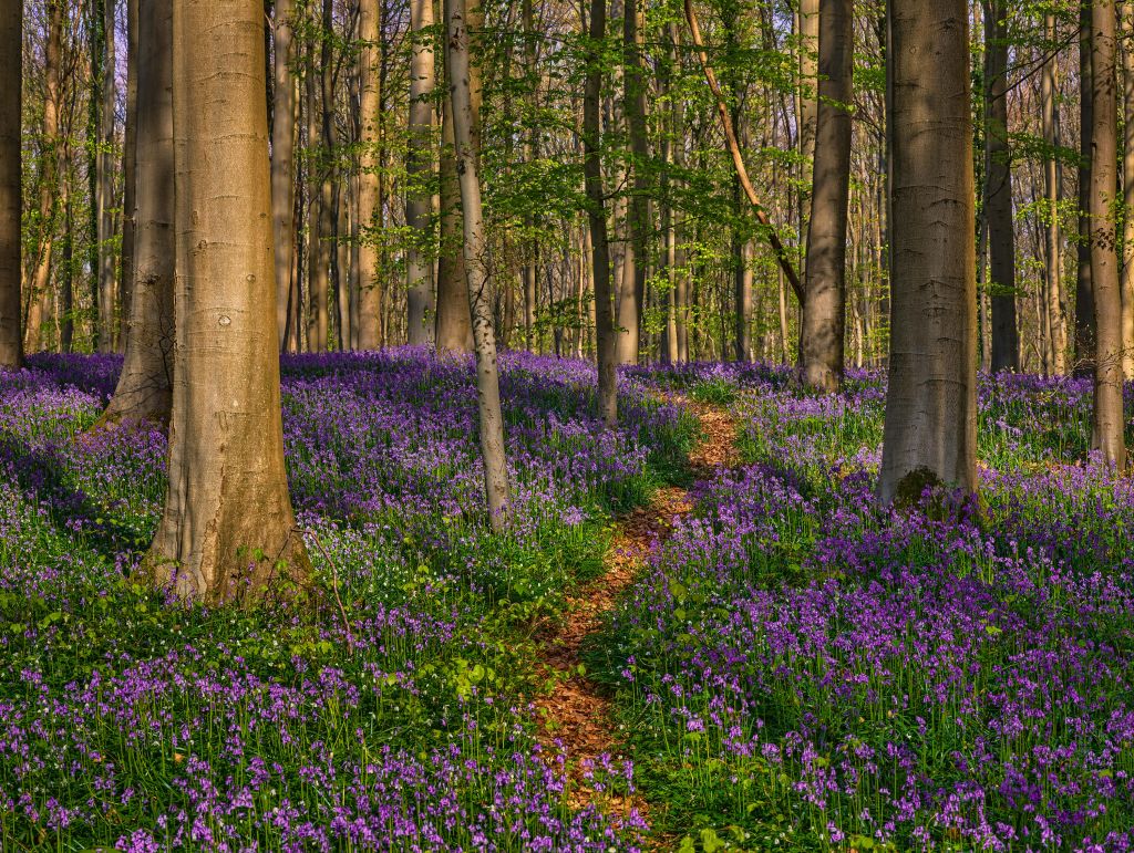 Path through a forest with hyacinths