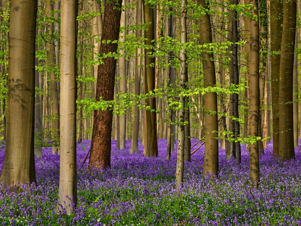 Forest with purple flowers