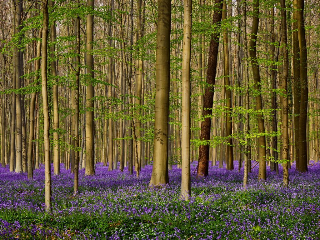 Forest with woodland hyacinths