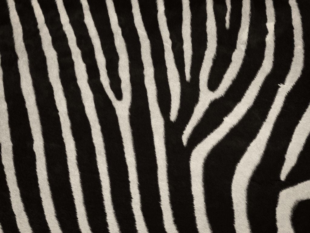 Zebra fur