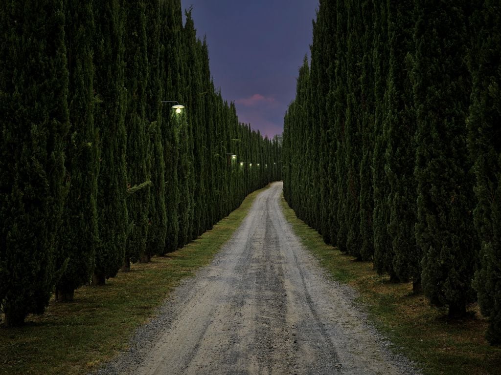 Cypress in the evening