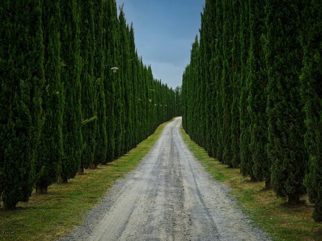 Road with cypress