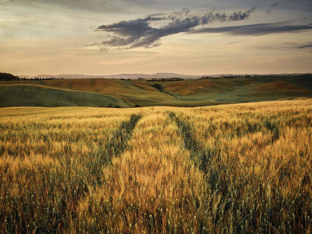 Grain field with tracks