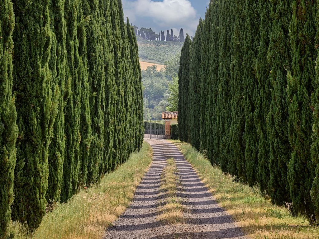 Avenue with cypresses