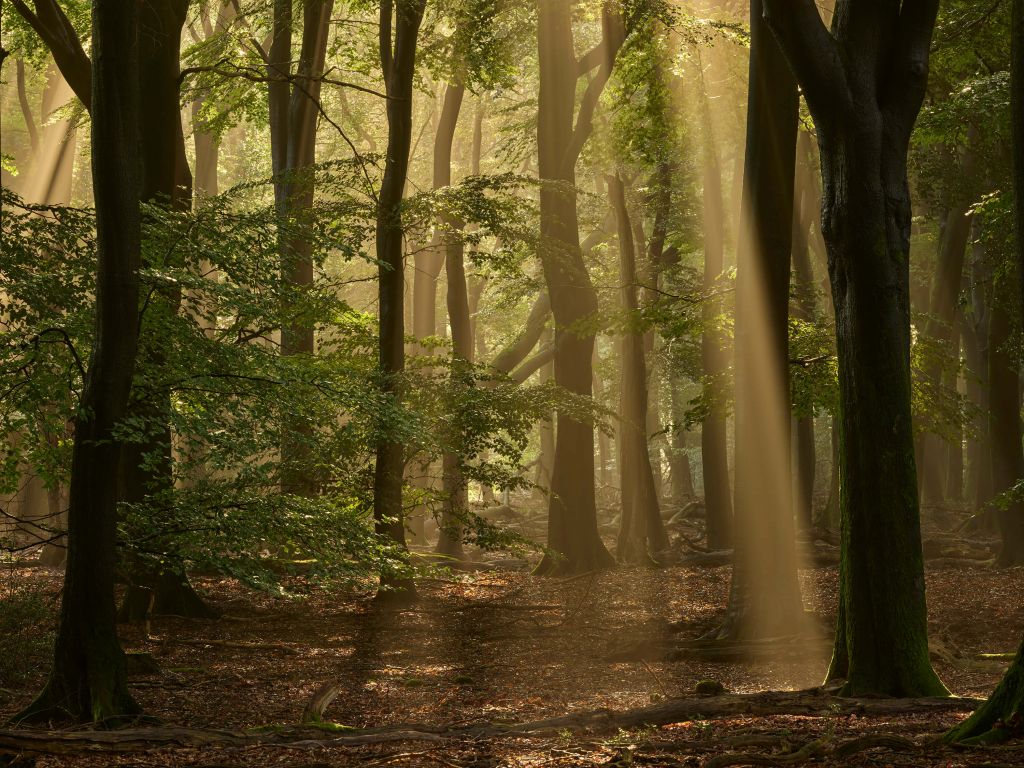 Old forest with sunharps