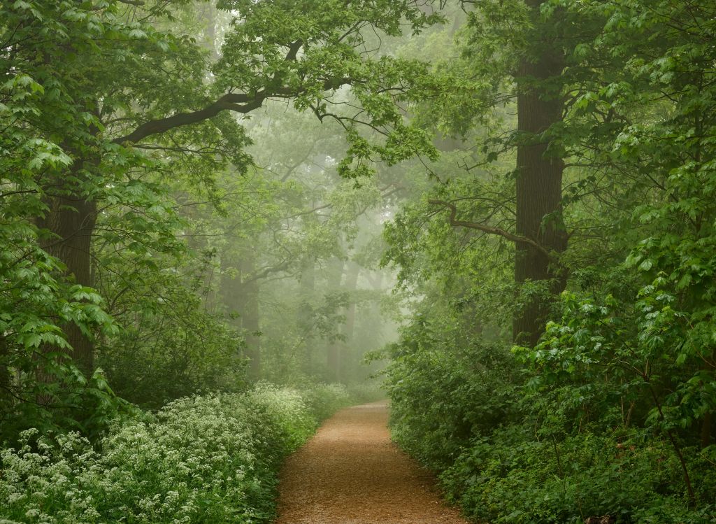 Misty forest with path