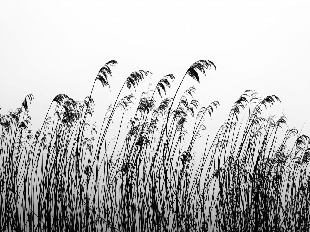 Reed along the waterfront in black and white