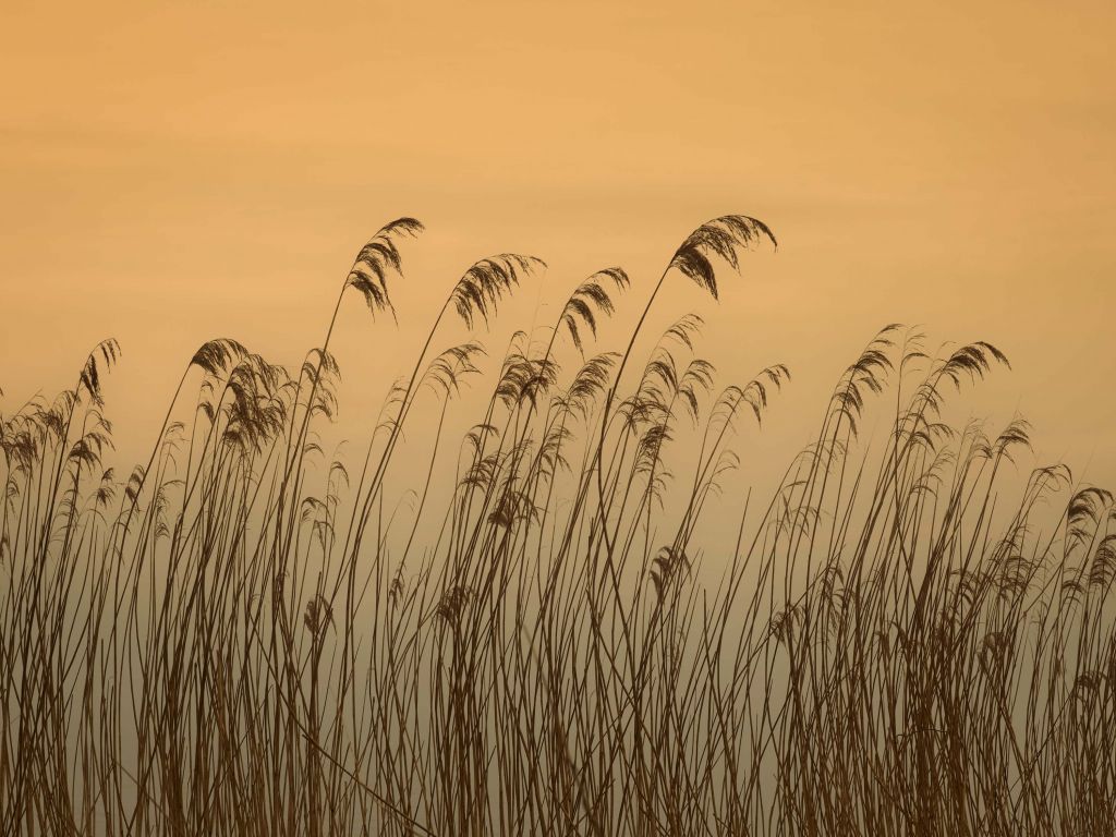 Reed along the waterfront