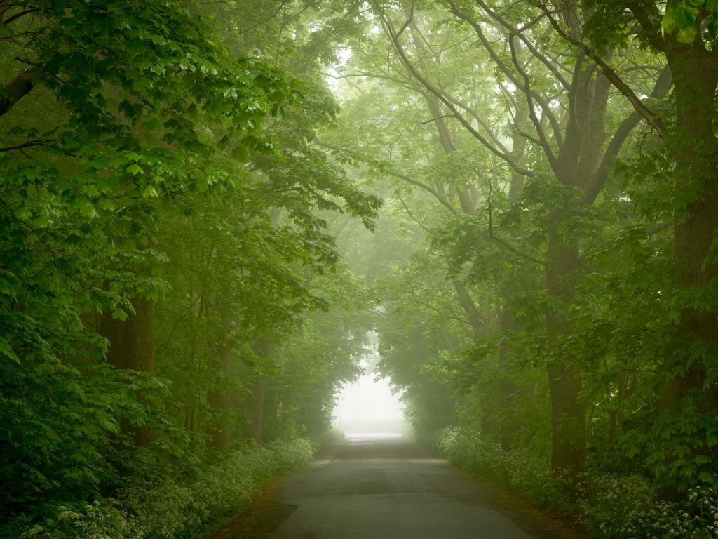 Green forest with misty path