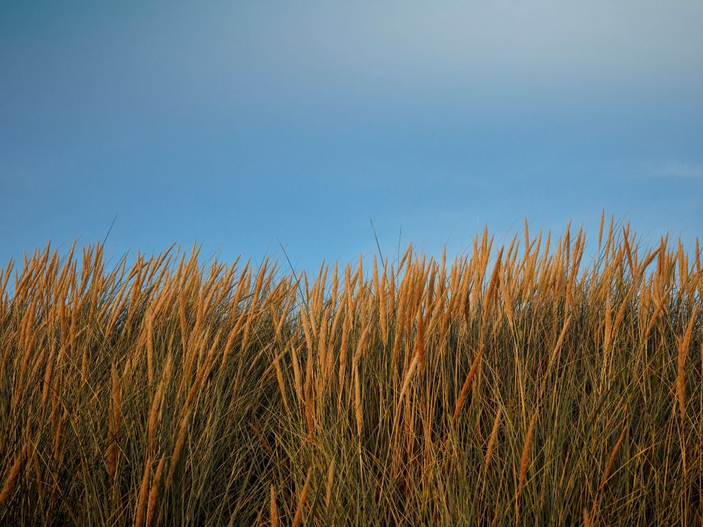 Dune grass